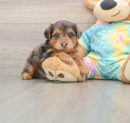 7 week old Yorkie Poo Puppy For Sale - Lone Star Pups