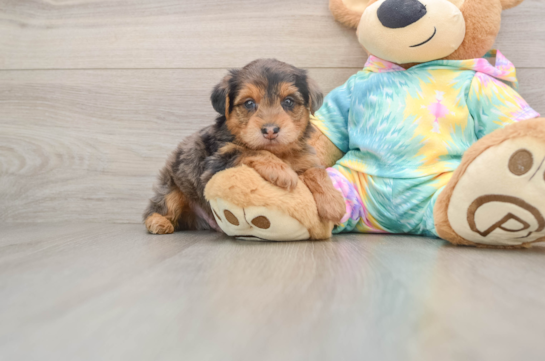 Best Yorkie Poo Baby