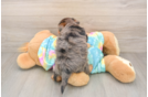 Adorable Yorkiedoodle Poodle Mix Puppy