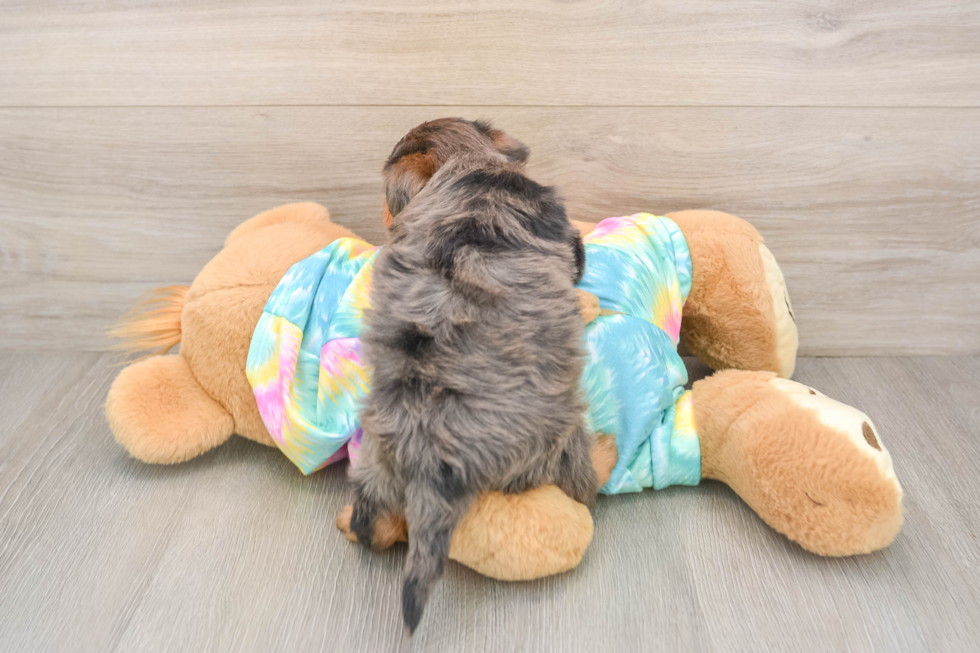 Adorable Yorkiedoodle Poodle Mix Puppy