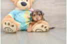 Yorkie Poo Puppy for Adoption
