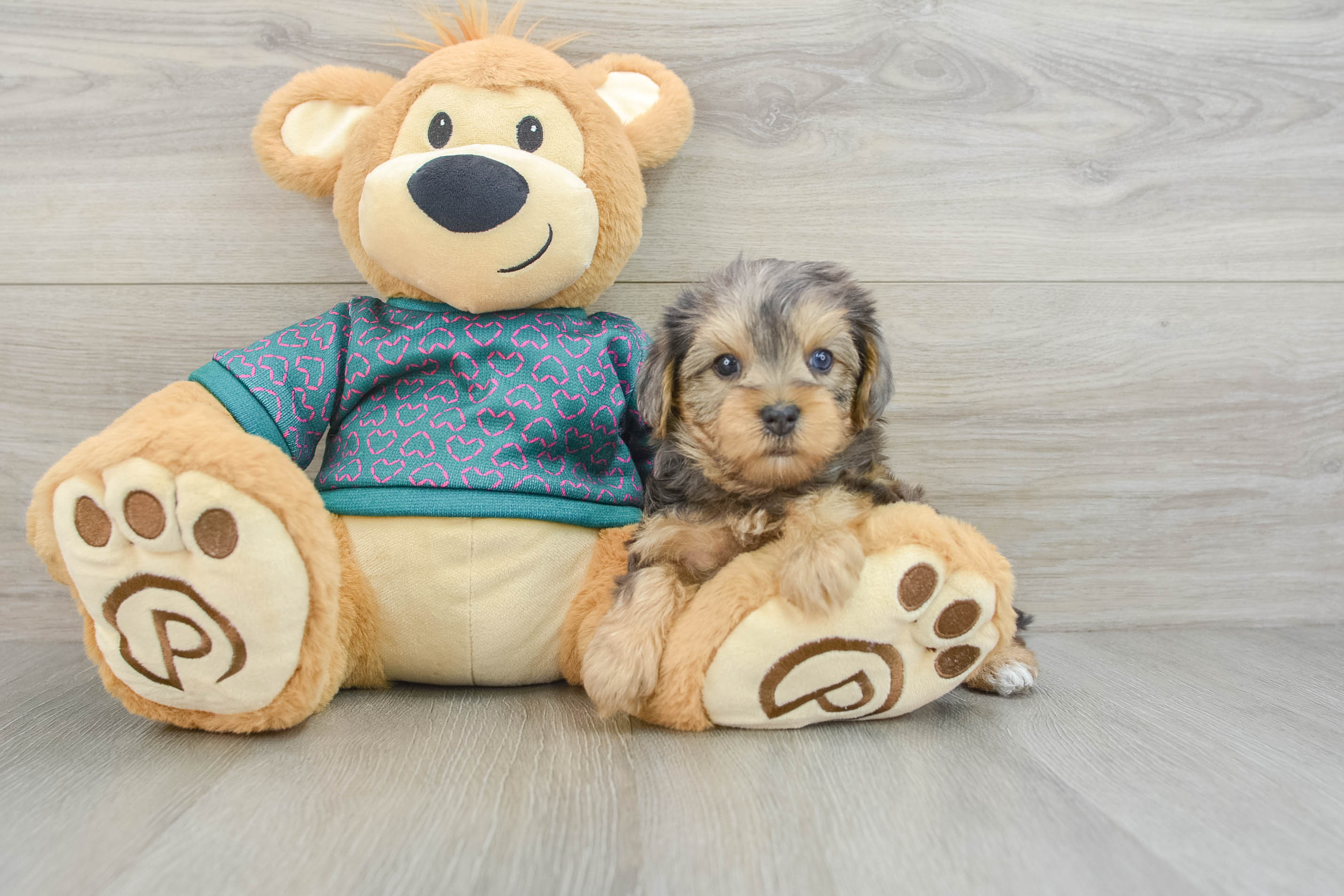 Best Yorkie Poo Baby