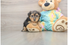 Petite Yorkie Poo Poodle Mix Pup