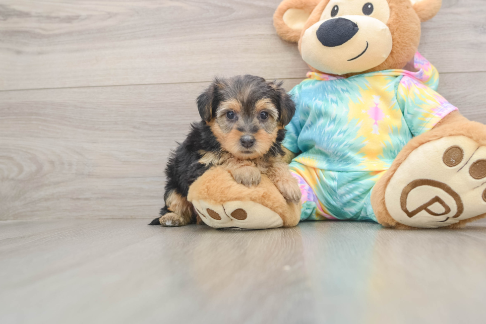 Petite Yorkie Poo Poodle Mix Pup
