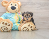8 week old Yorkie Poo Puppy For Sale - Lone Star Pups
