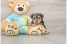 Little Yorkie Poodle Mix Poodle Mix Puppy