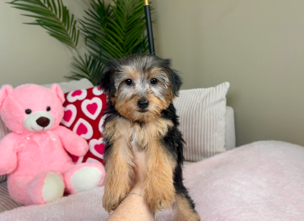 Yorkie Poo Puppy for Adoption