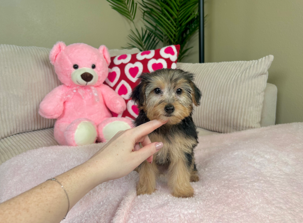 Yorkie Poo Puppy for Adoption