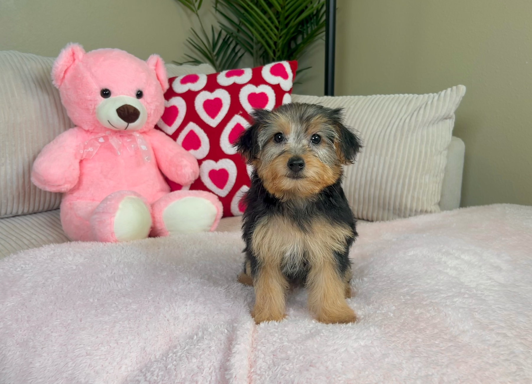 Cute Yorkie Poodle Mix Poodle Mix Puppy