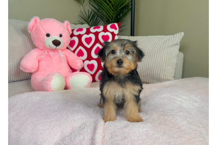 Cute Yorkie Poodle Mix Poodle Mix Puppy