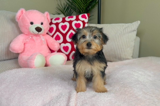 Cute Yorkie Poodle Mix Poodle Mix Puppy