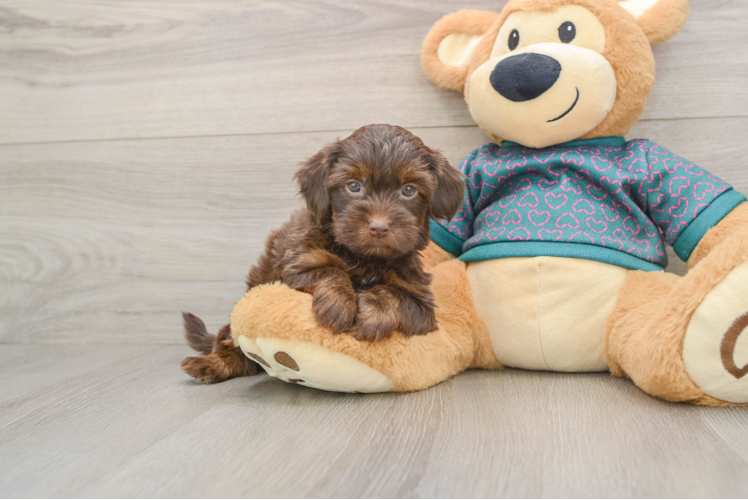 Smart Yorkie Poo Poodle Mix Pup