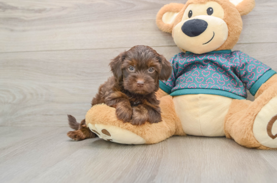 Smart Yorkie Poo Poodle Mix Pup
