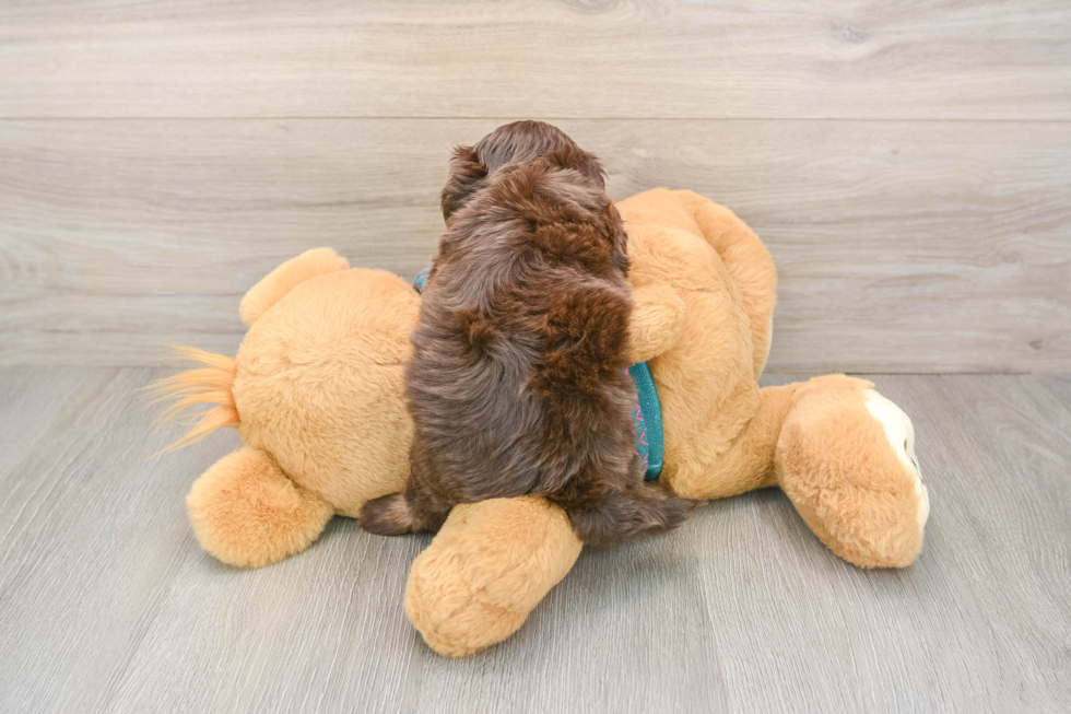 Best Yorkie Poo Baby