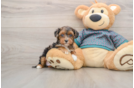 Sweet Yorkie Poo Baby