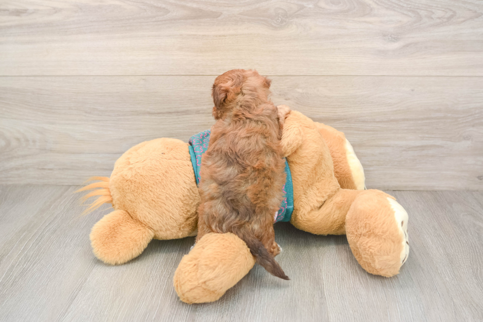 Fluffy Yorkie Poo Poodle Mix Pup