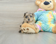 8 week old Yorkie Poo Puppy For Sale - Lone Star Pups