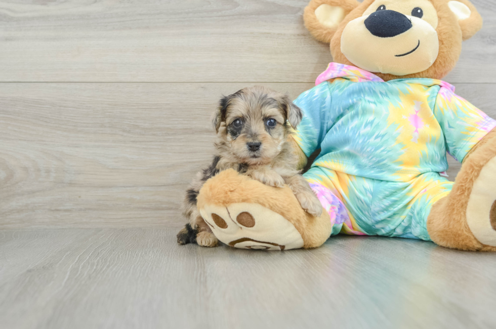 9 week old Yorkie Poo Puppy For Sale - Lone Star Pups