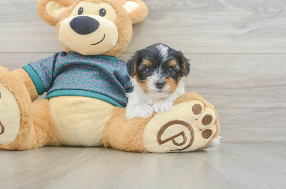 5 week old Yorkie Poo Puppy For Sale - Lone Star Pups