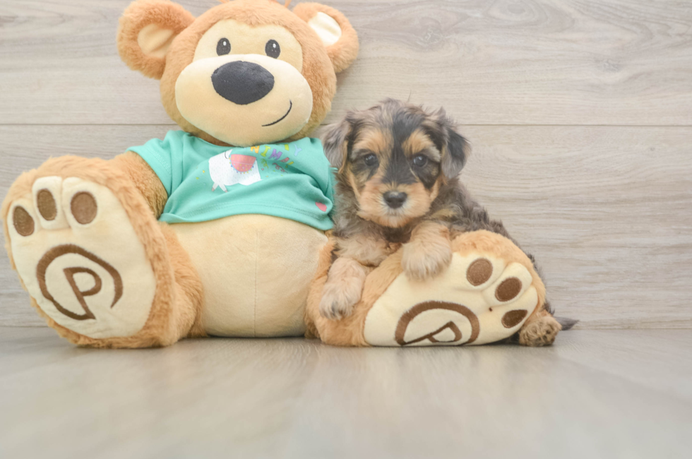 5 week old Yorkie Poo Puppy For Sale - Lone Star Pups