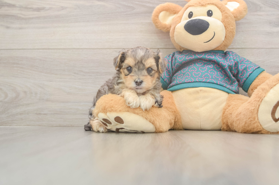 5 week old Yorkie Poo Puppy For Sale - Lone Star Pups