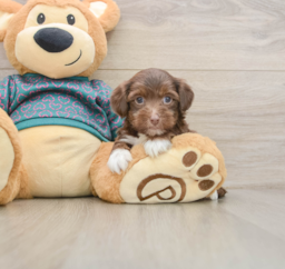 7 week old Yorkie Poo Puppy For Sale - Lone Star Pups