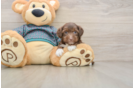 Best Yorkie Poo Baby