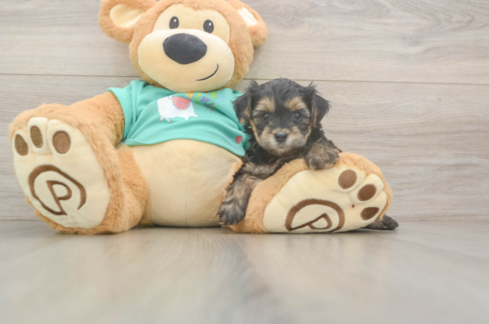 5 week old Yorkie Poo Puppy For Sale - Lone Star Pups