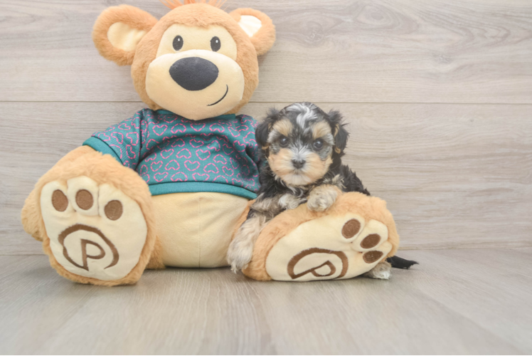 Yorkie Poo Puppy for Adoption