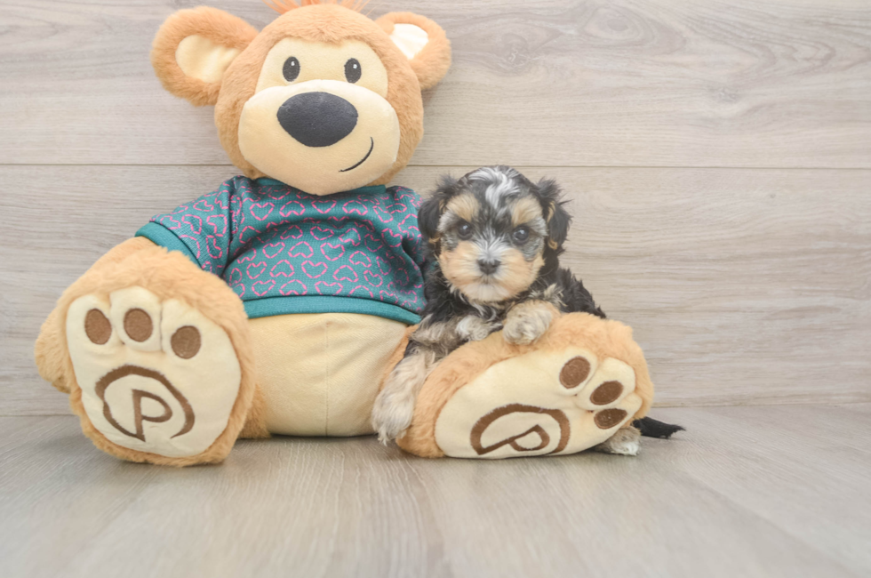 5 week old Yorkie Poo Puppy For Sale - Lone Star Pups
