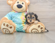 8 week old Yorkie Poo Puppy For Sale - Lone Star Pups