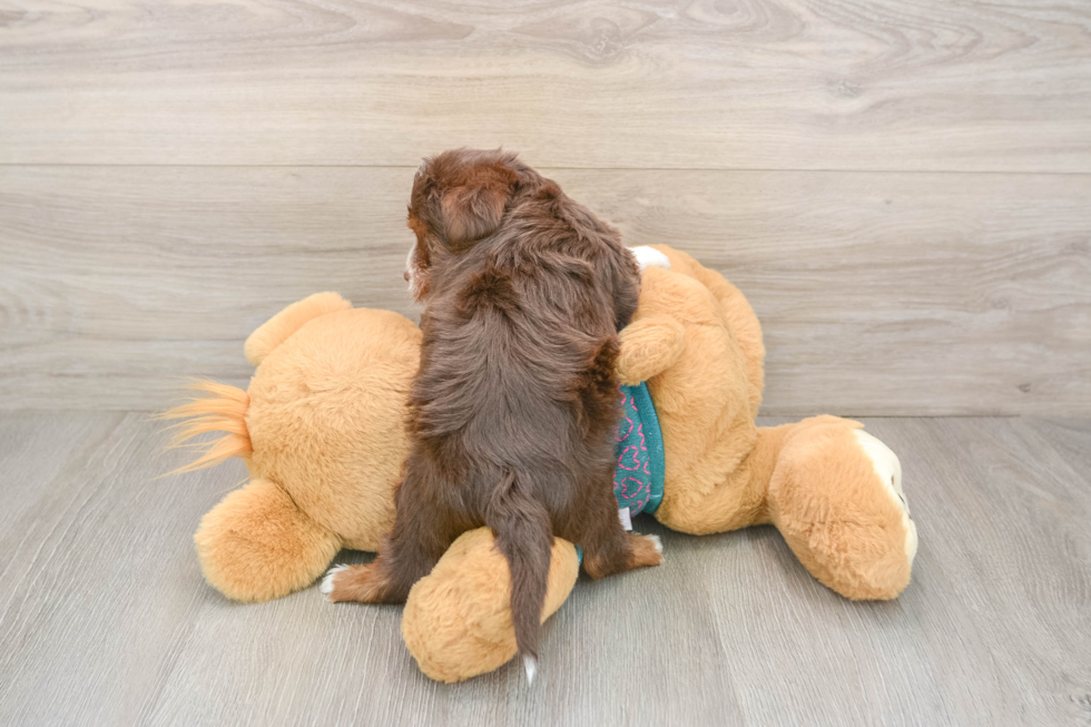 Best Yorkie Poo Baby