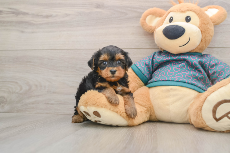 Best Yorkie Poo Baby