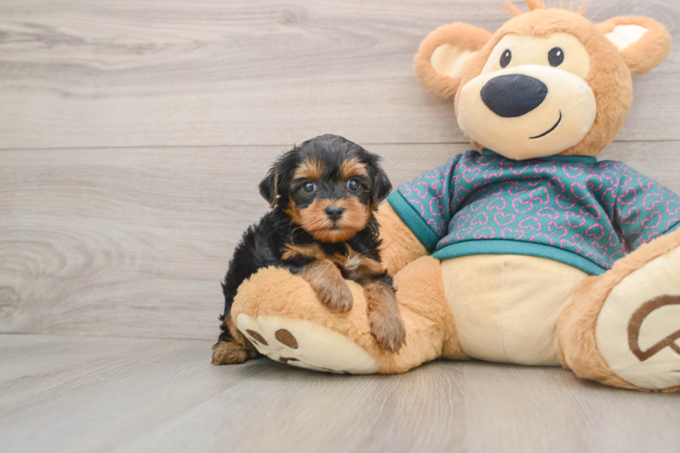 Best Yorkie Poo Baby