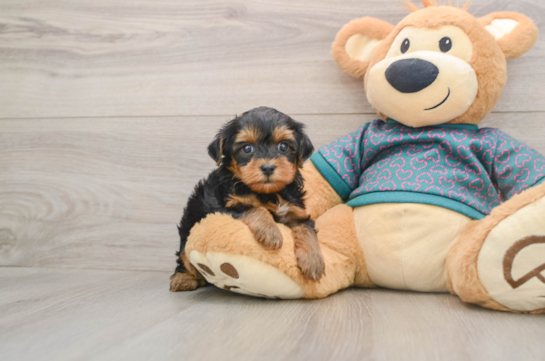 Best Yorkie Poo Baby