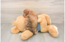 Little Yorkie Poodle Mix Poodle Mix Puppy