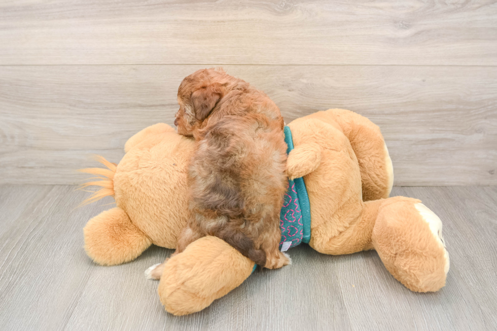 Little Yorkie Poodle Mix Poodle Mix Puppy