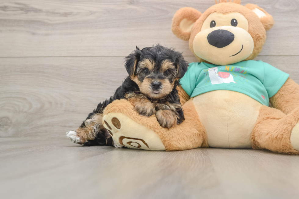 Yorkie Poo Puppy for Adoption