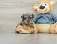 7 week old Yorkie Poo Puppy For Sale - Lone Star Pups