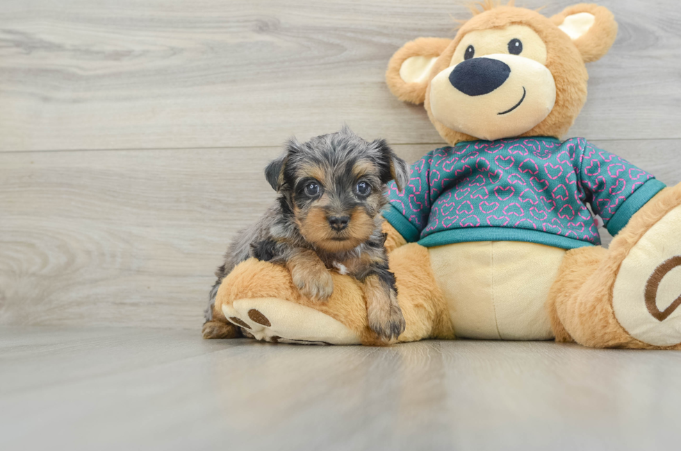 7 week old Yorkie Poo Puppy For Sale - Lone Star Pups