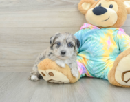 8 week old Yorkie Poo Puppy For Sale - Lone Star Pups