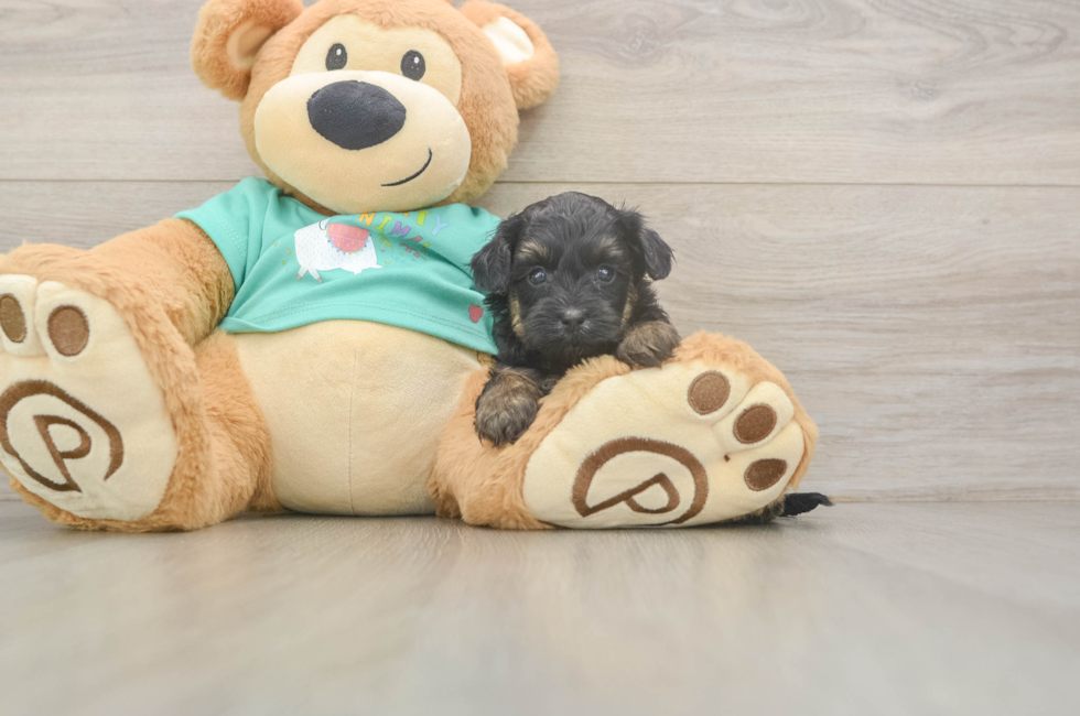 5 week old Yorkie Poo Puppy For Sale - Lone Star Pups