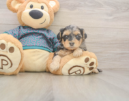 8 week old Yorkie Poo Puppy For Sale - Lone Star Pups