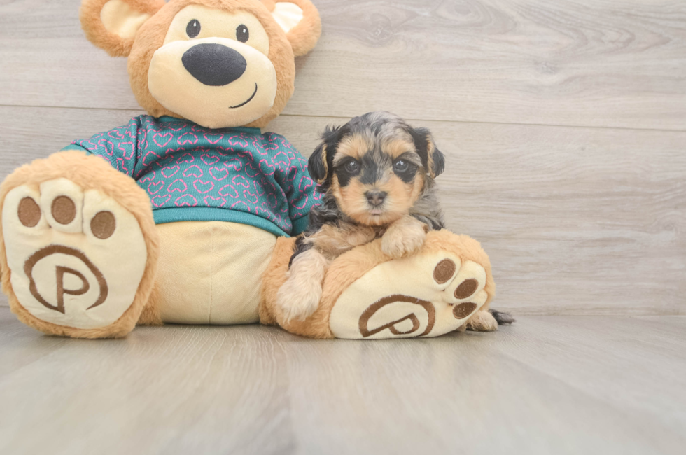 5 week old Yorkie Poo Puppy For Sale - Lone Star Pups