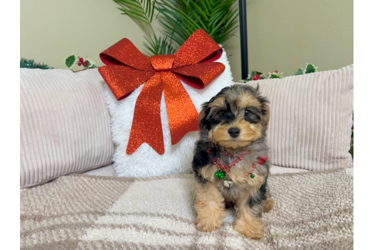 Cute Yorkie Poo Poodle Mix Pup