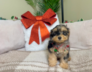 10 week old Yorkie Poo Puppy For Sale - Lone Star Pups