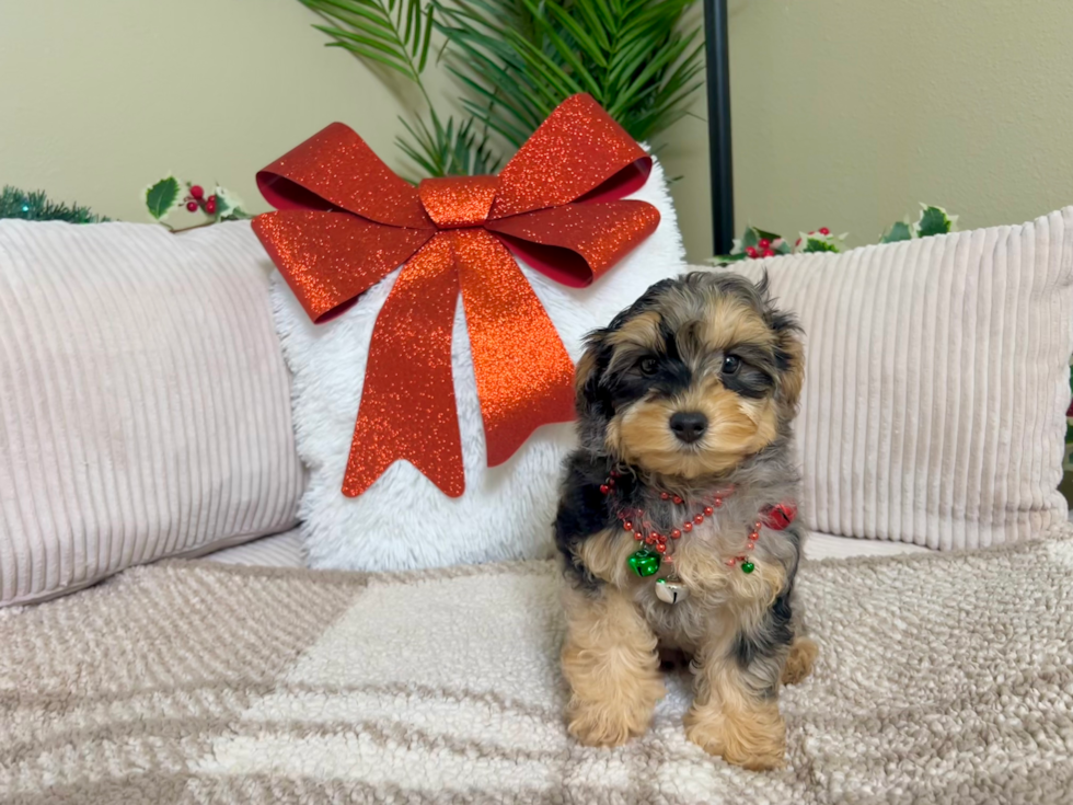 Cute Yorkie Poo Poodle Mix Pup