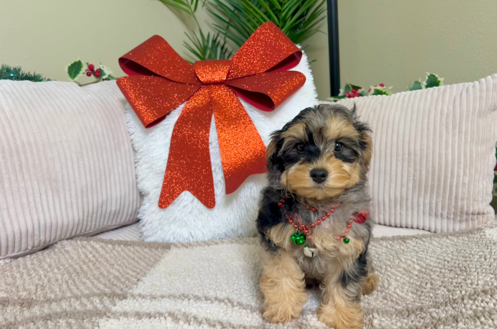 10 week old Yorkie Poo Puppy For Sale - Lone Star Pups