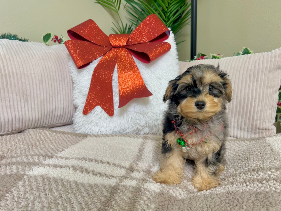 Best Yorkie Poo Baby