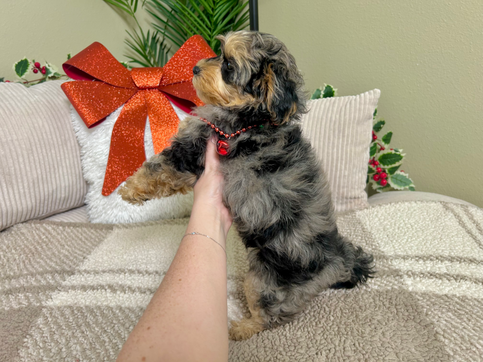Yorkie Poo Puppy for Adoption